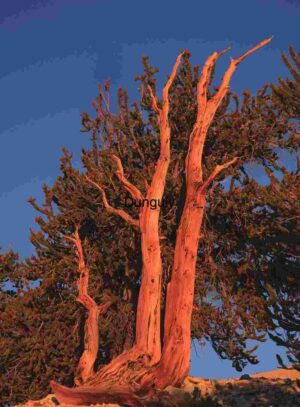 Embers of Time: Bristlecone in Sunset Glow