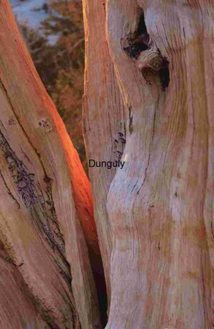 Bark & Light: Nature’s Surface Stories