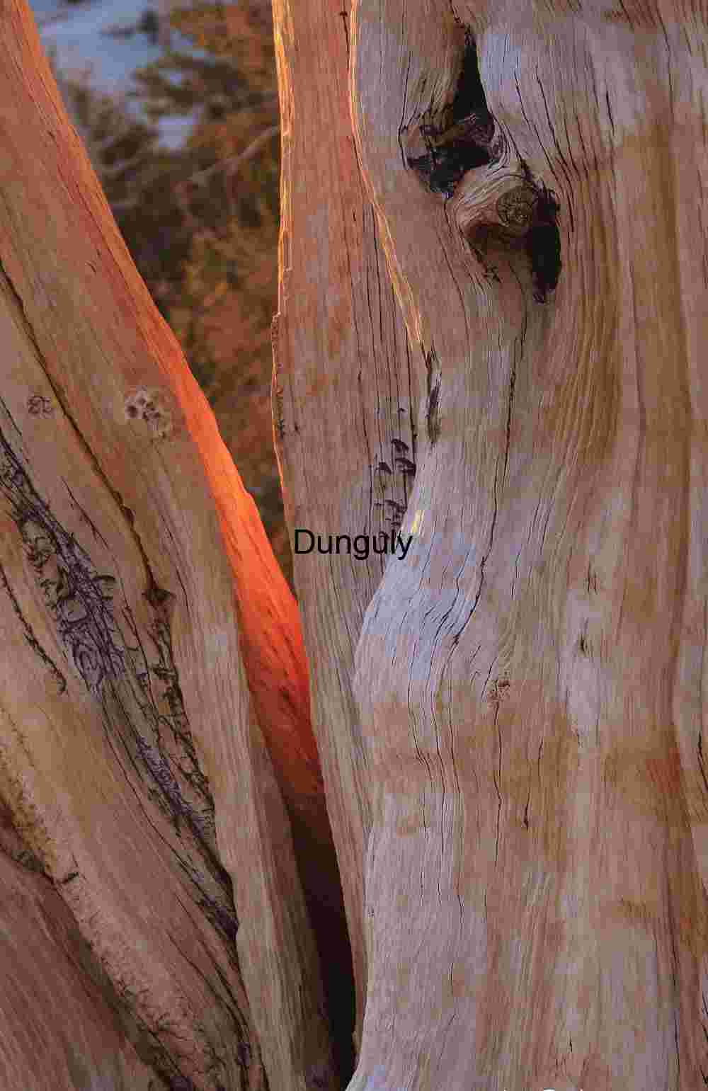 Bark & Light: Nature’s Surface Stories