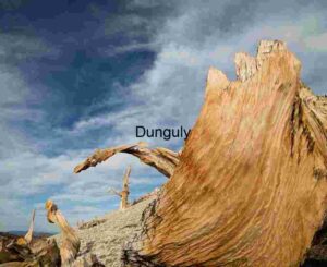 Earth’s Oldest Witnesses: Bristlecone Beneath the Sky