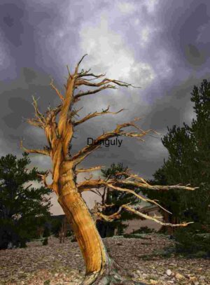 Sentinels Beneath Thunder: Bristlecone Against Storm