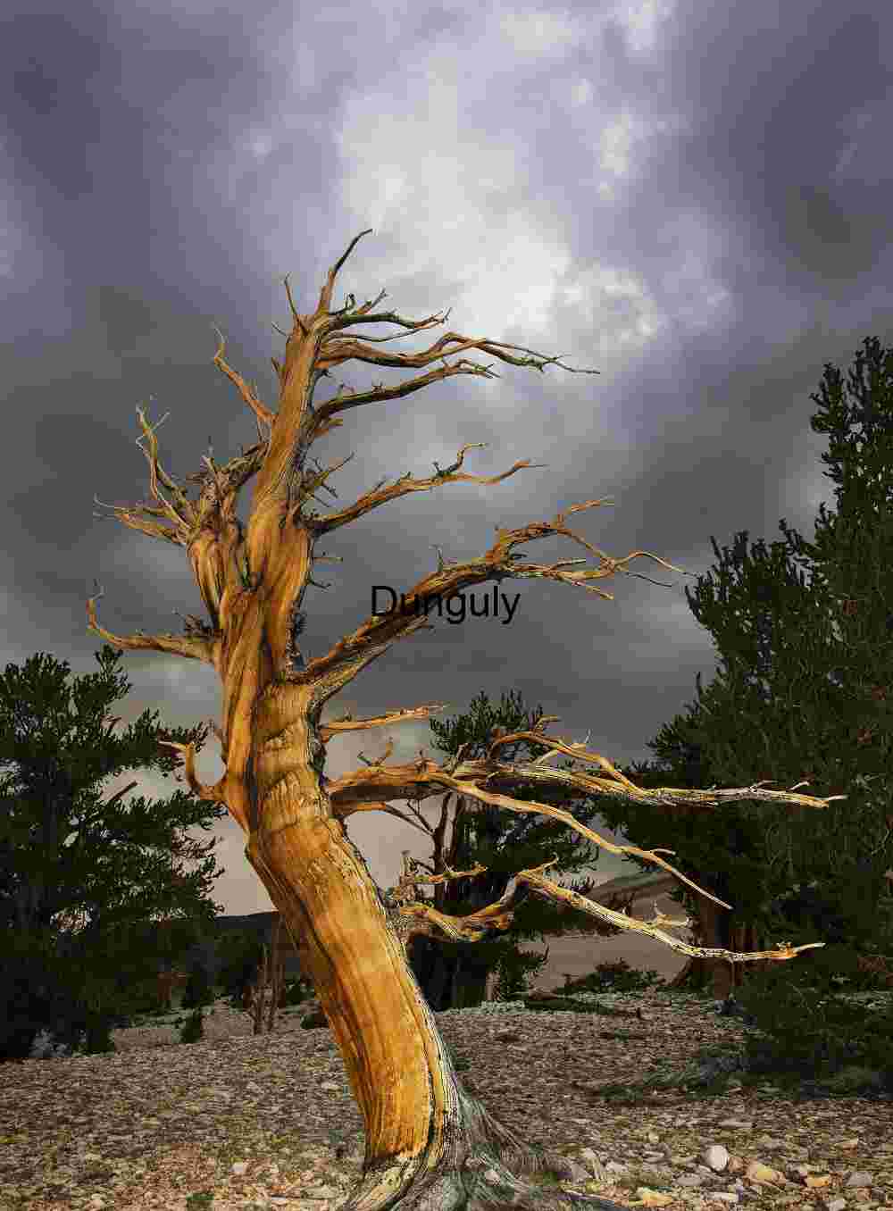 Sentinels Beneath Thunder: Bristlecone Against Storm