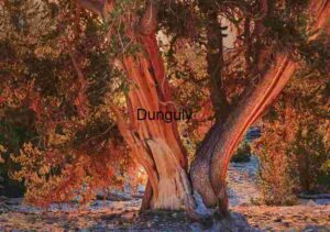 Guardians of the Grove: Sunlit Bristlecone Companions