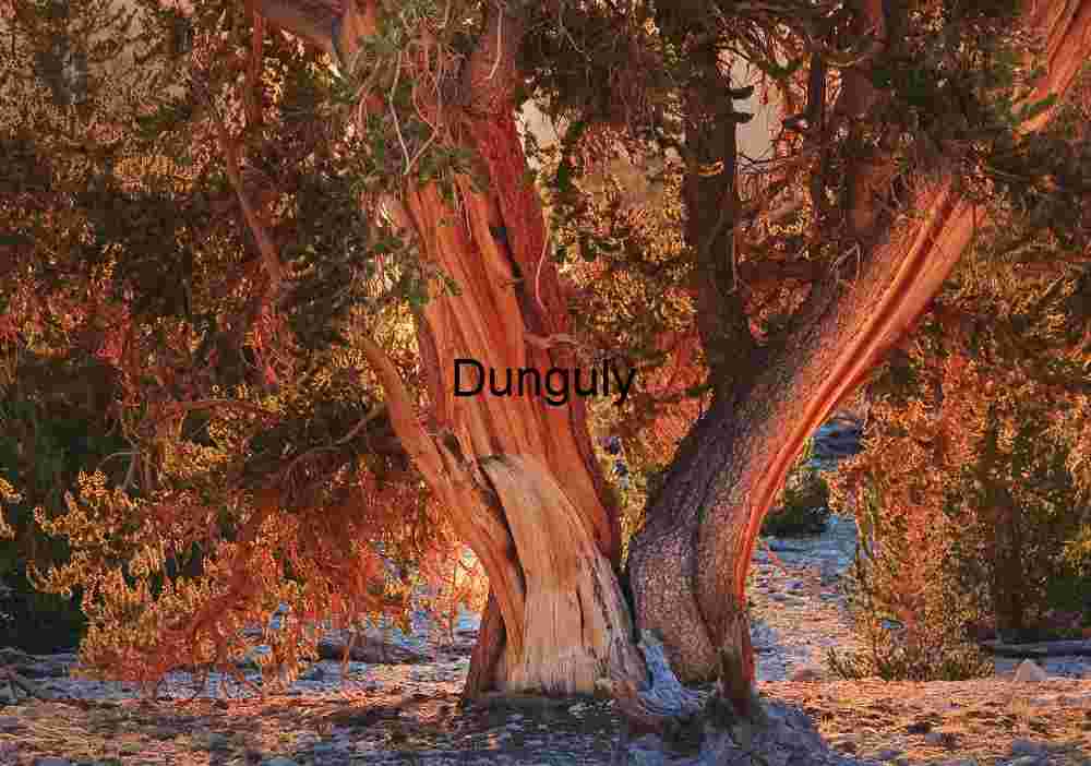 Guardians of the Grove: Sunlit Bristlecone Companions