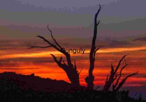 Dying Light: Tree in a Sky of Fire