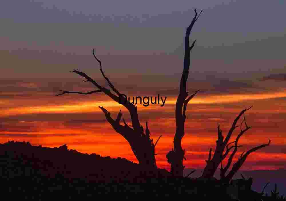 Dying Light: Tree in a Sky of Fire