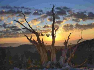 Last Light’s Witness: Bristlecone Against the Flame Sky