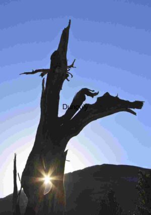 Through the Heartwood: Sunburst at the Summit