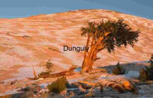 Sentinel of Light: Bristlecone in Open Serenity