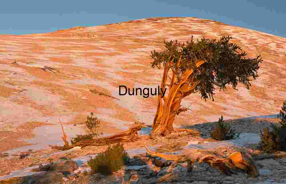 Sentinel of Light: Bristlecone in Open Serenity