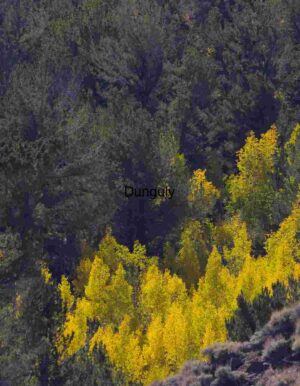 Golden Shift: Autumn’s Canopy in Contrast