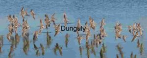 Shorebird Flock in Flight Over Water