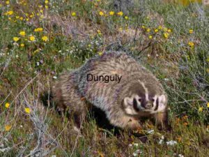 American Badger in Blooming Prairie Habitat