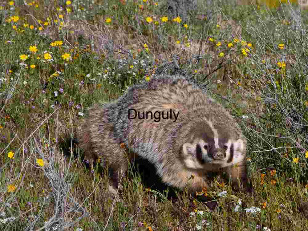 American Badger in Blooming Prairie Habitat