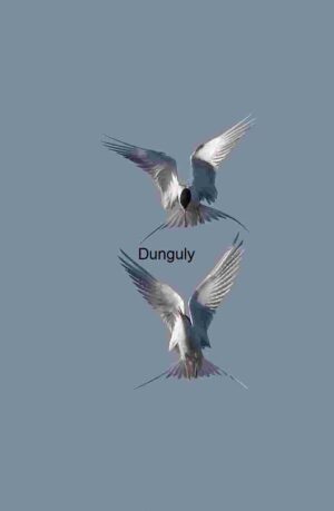 Aerial Ballet of Terns in Mid-Flight Against Clear Sky