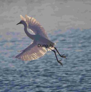 Sunlit Egret Gliding Gracefully Over Tranquil Waters