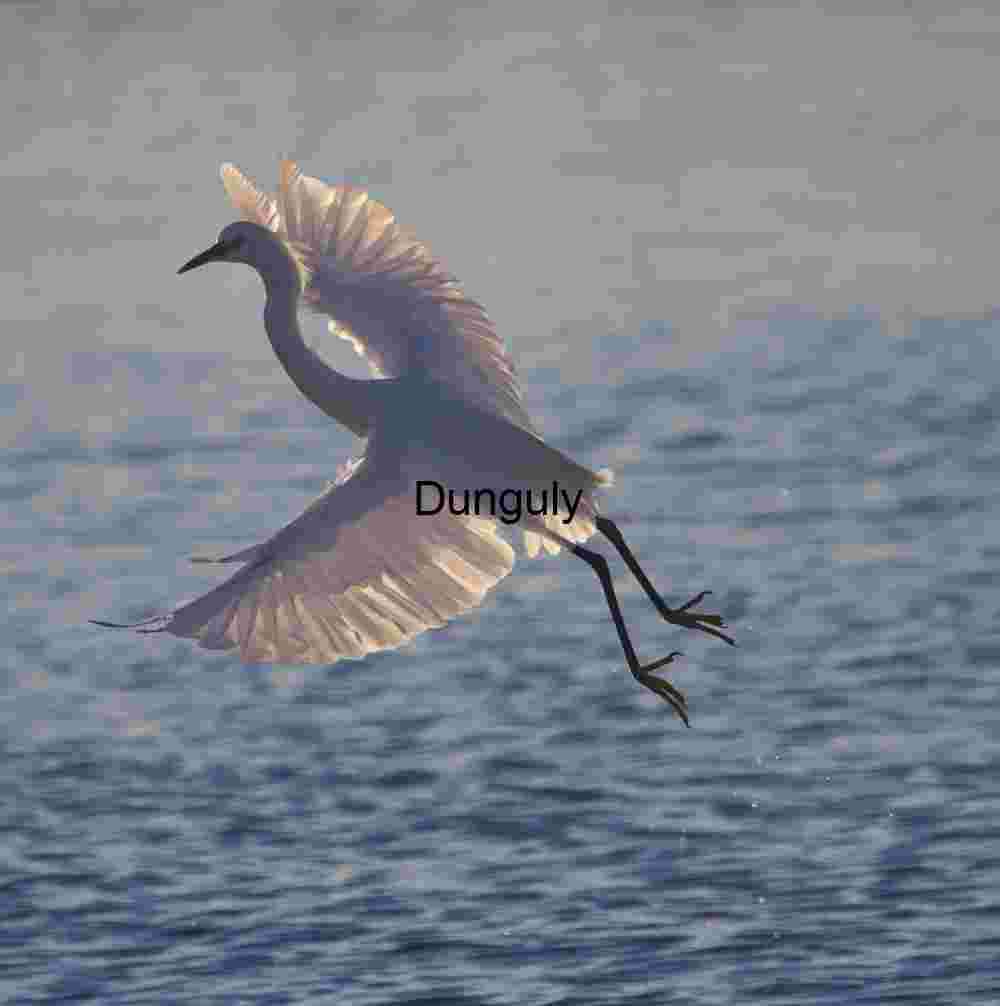 Sunlit Egret Gliding Gracefully Over Tranquil Waters