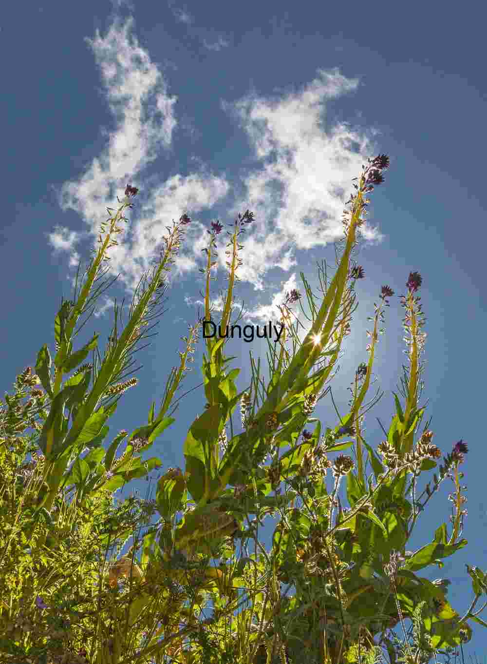 Skyward Bloom: Wildflowers Reaching into Light