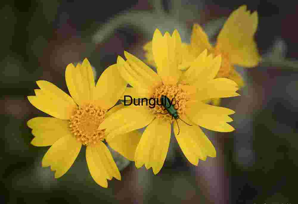 Emerald Visitor on Golden Blooms