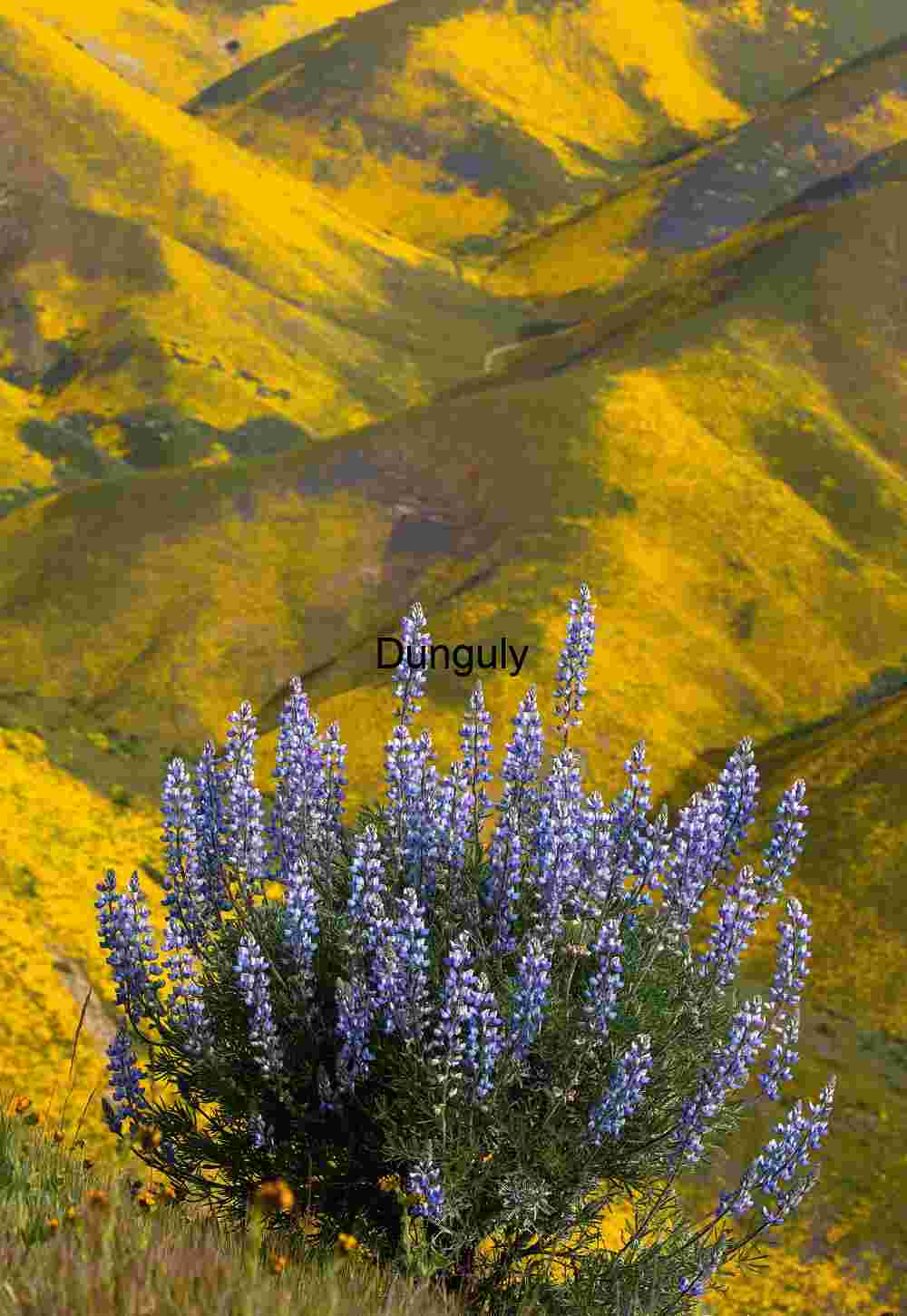 Blue Lupine Against Golden Hills – Carrizo Plain