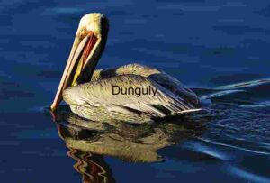 Graceful Pelican Reflected in Tranquil Blue Waters
