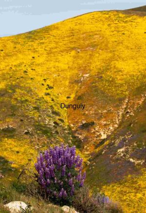 Purple Lupine and Golden Hillside in Spring Bloom