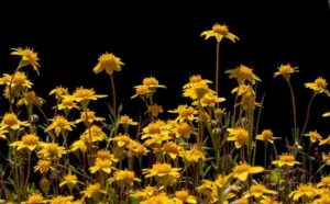 Burst of Yellow: Wildflowers Against the Void