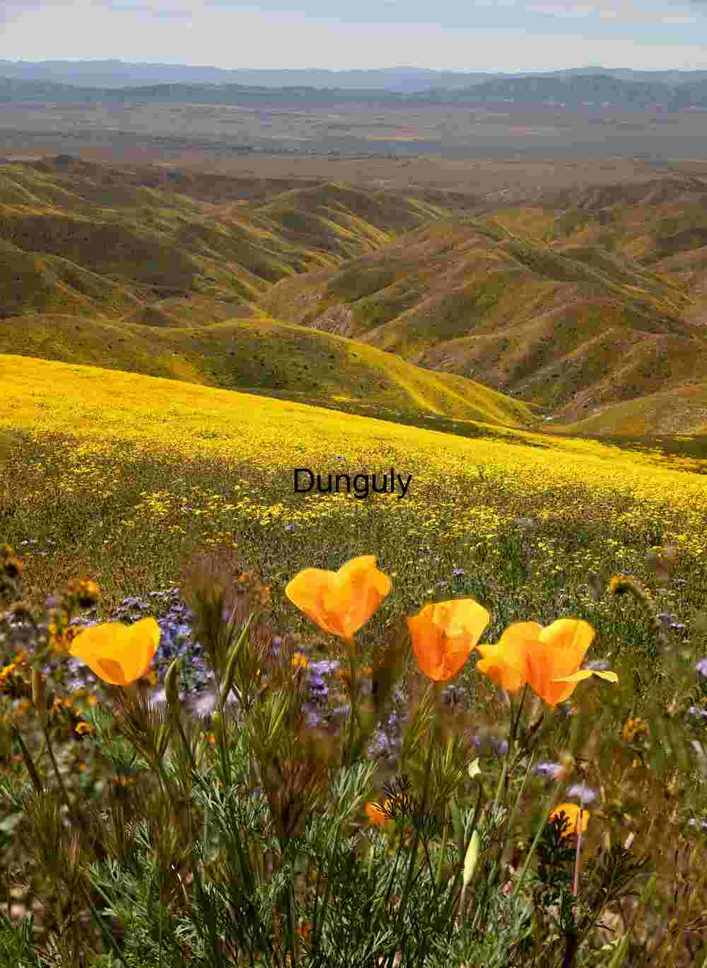 California Poppies and Wildflower-Covered Hills Under Spring Skies