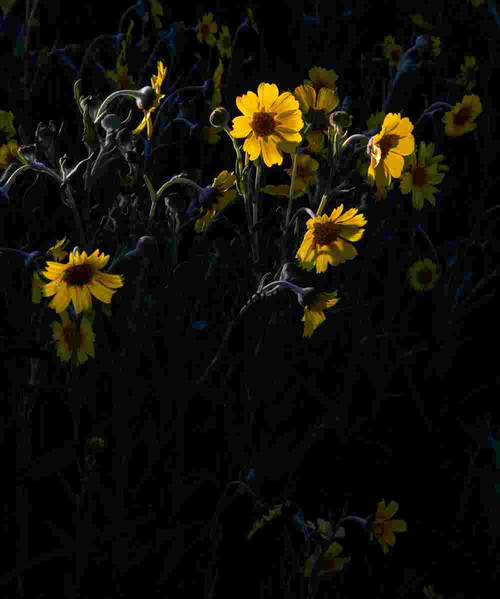 Golden Wildflowers Illuminated Against a Shadowed Backdrop