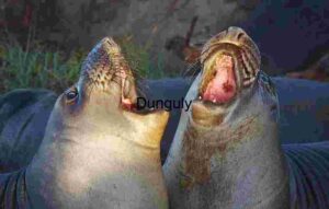 Clash of Titans: Elephant Seals in Vocal Combat