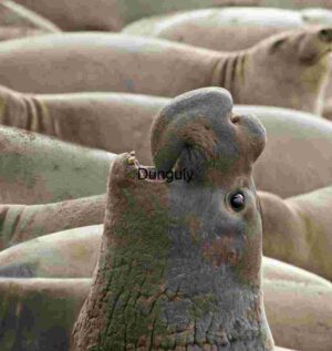 Dominance Display: Male Elephant Seal Commands the Colony