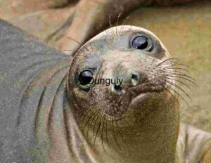 Sandy-Eyed Seal: Coastal Portrait in Natural Light