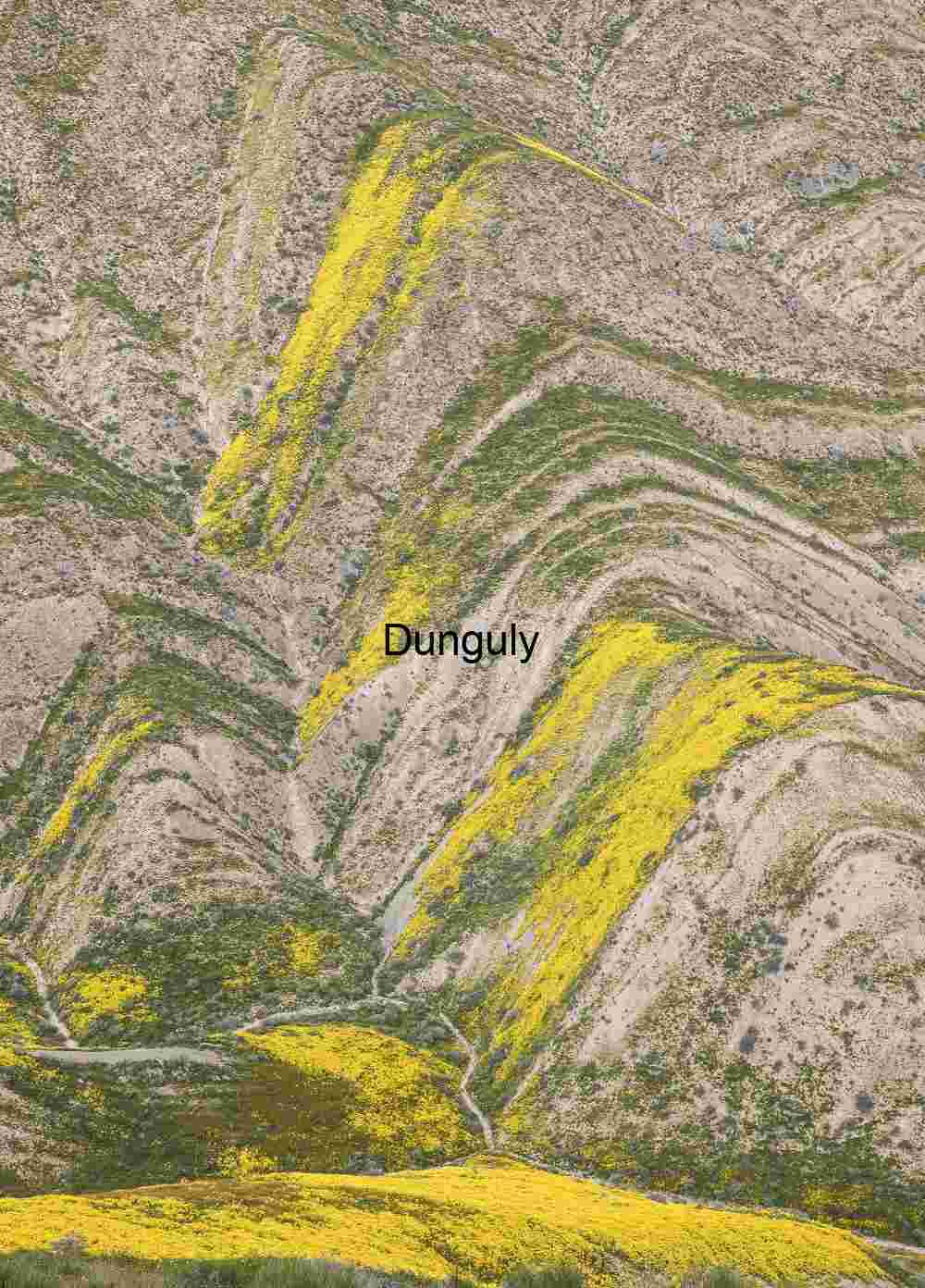 Wildflower Ribbons on Anticline – Carrizo Plain National Monument