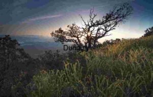 Silhouettes and Sunlight: A Tree’s Quiet Witness at Dusk