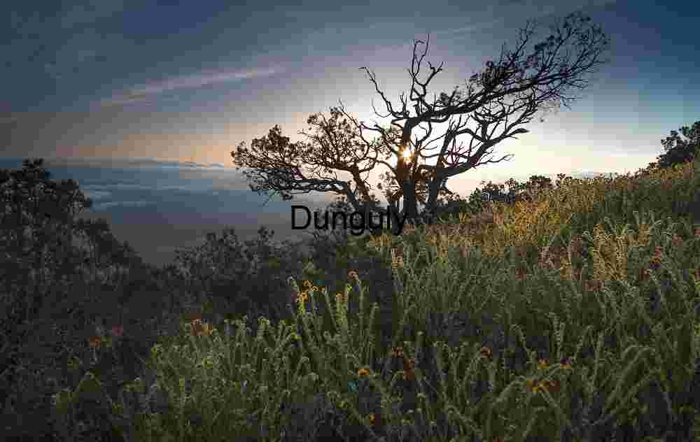 Silhouettes and Sunlight: A Tree’s Quiet Witness at Dusk
