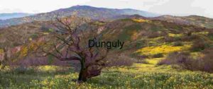 Dead Tree and Wildflower Carpet – Caliente Mountains, Carrizo Plain National Monument
