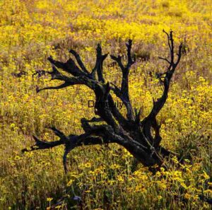 Dead Tree on Yellow – Caliente Mountains