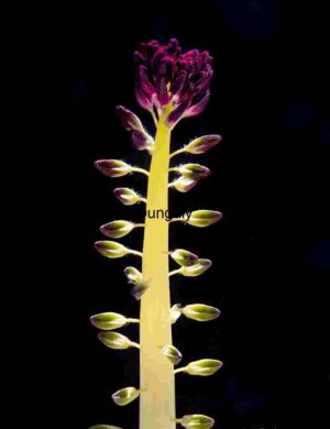 Symmetry in Bloom: Vertical Stem with Buds and Purple Flowers