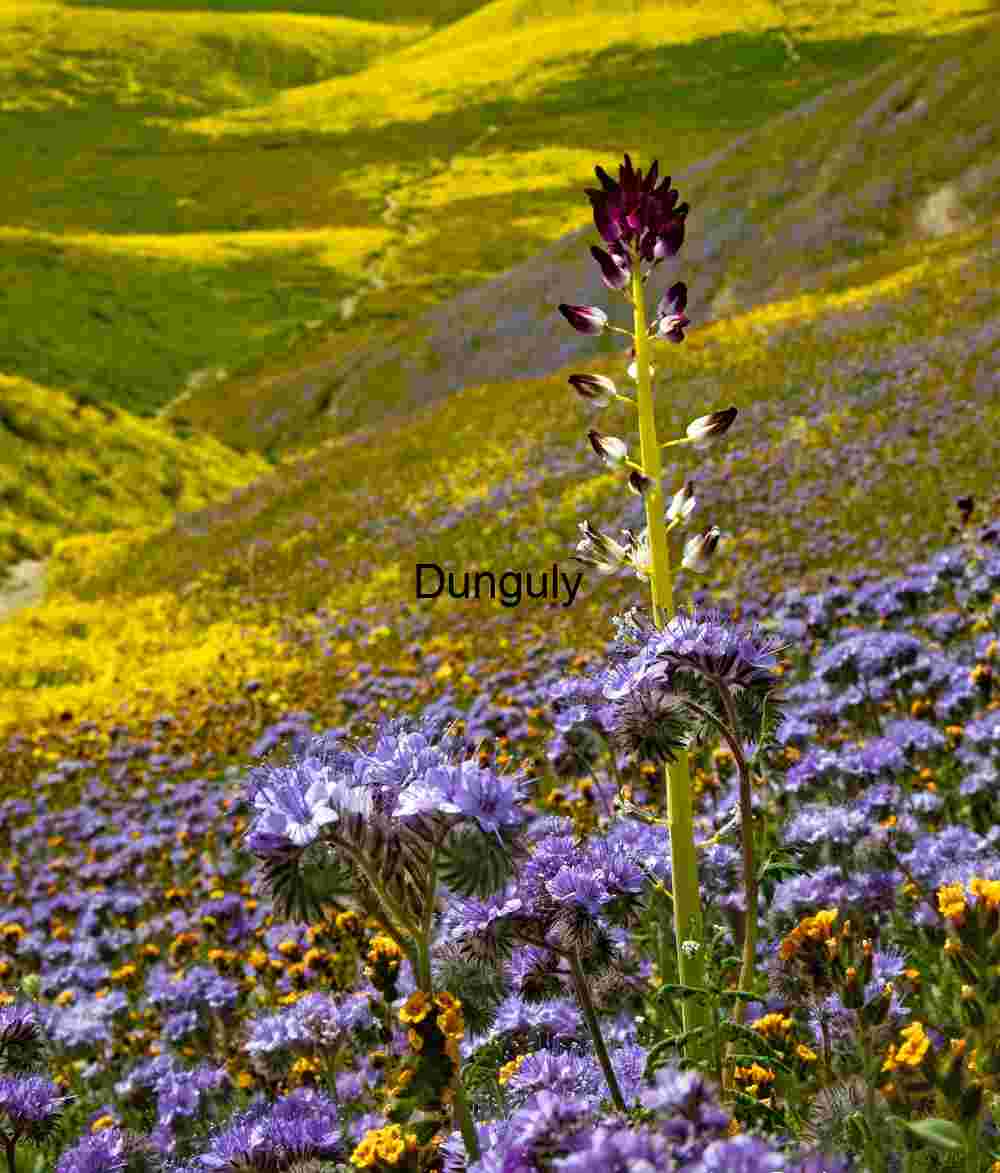 Wildflower Sentinel Over Spring Hills