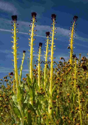 Towering Blooms in a Wildflower Sea