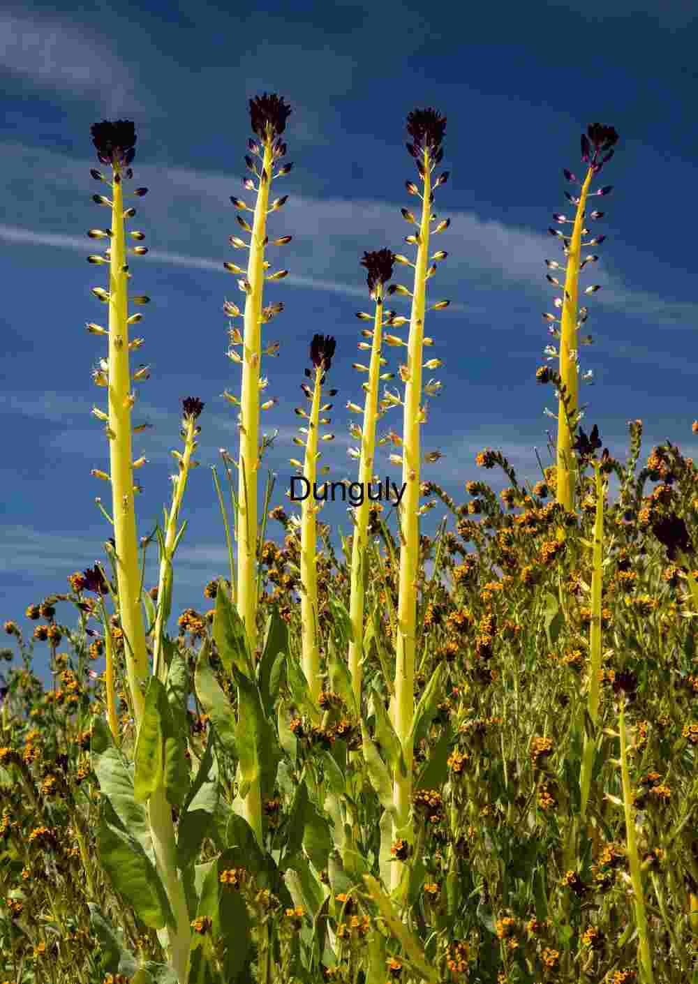 Towering Blooms in a Wildflower Sea