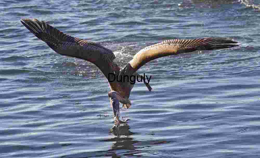 Brown Pelican Catches Fish Mid-Flight Over Rippling Waters