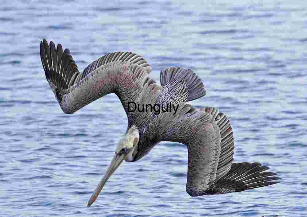 Brown Pelican Gliding Over Rippling Waters in Mid-Flight