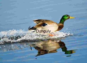 Mallard in Motion: Skimming Across Serene Waters