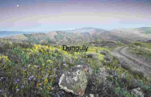 Wildflower Trail Beneath the Moon: A Journey Through Color and Contour