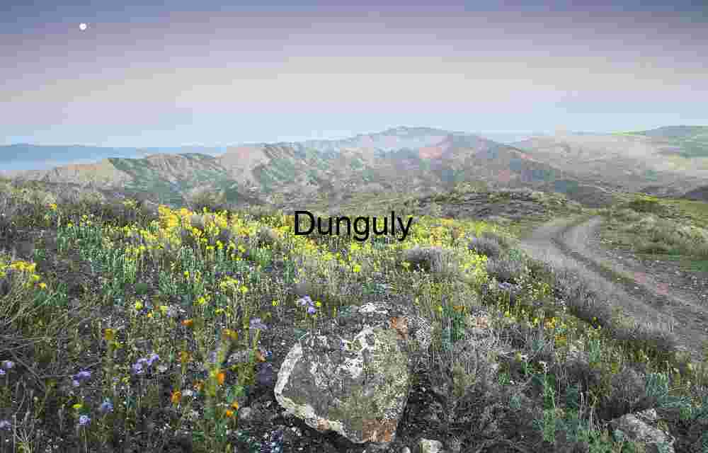 Wildflower Trail Beneath the Moon: A Journey Through Color and Contour