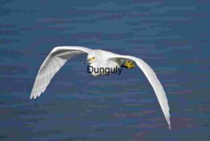 Graceful Egret in Flight Over Serene Waters