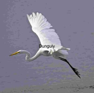 Majestic Great Egret Soaring Over Calm Waters