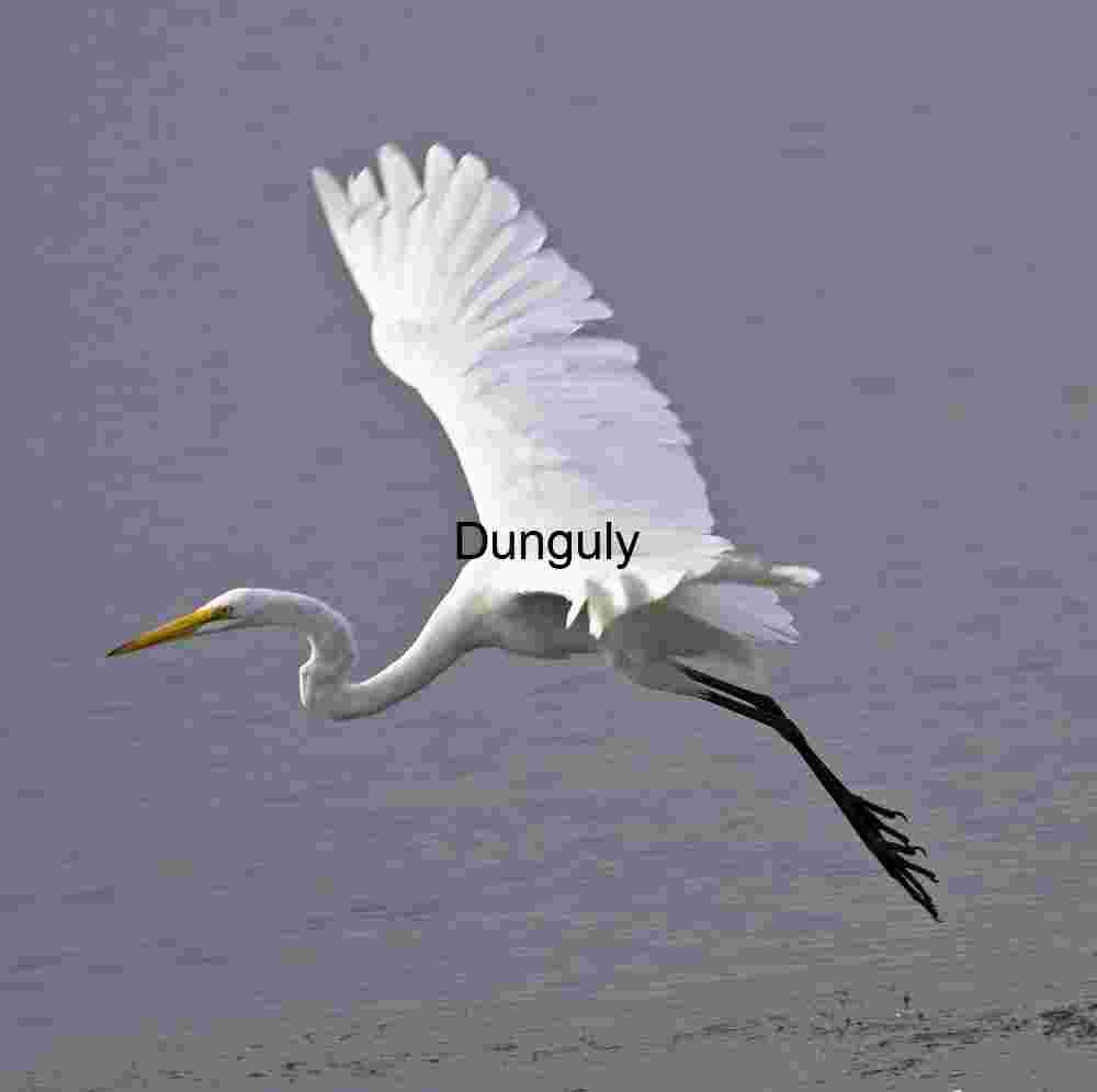 Majestic Great Egret Soaring Over Calm Waters