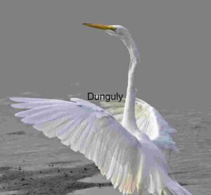 Poised Great Egret with Partially Spread Wings in Shallow Water